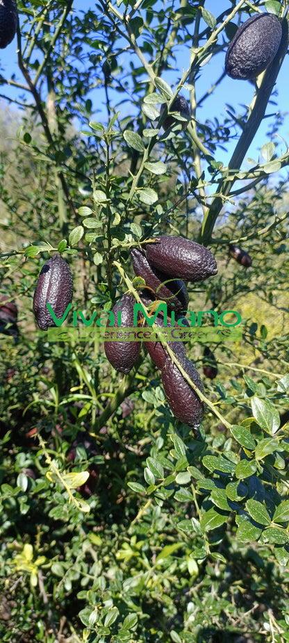 Plant de Finger Lime Rouge (Buisson - pot 35)