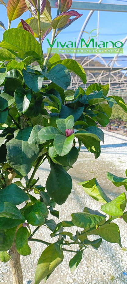 Plant de Citronnier (pot - 35)