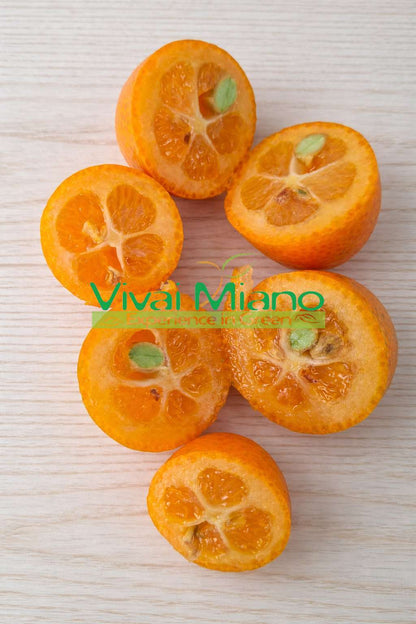 Kumquat - Mandarine Chinoise (pot - 20) avec fruit