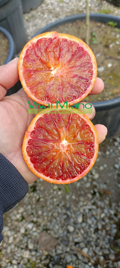 Plant d'oranger Tarocco "Feuille de Nèfle"