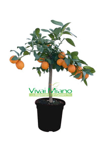 Plante de Lime Rangpur (pot - 20) avec fruit