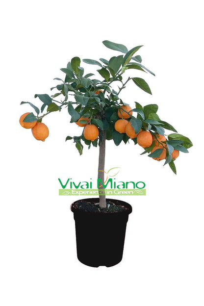 Plante de Lime Rangpur (pot - 20) avec fruit