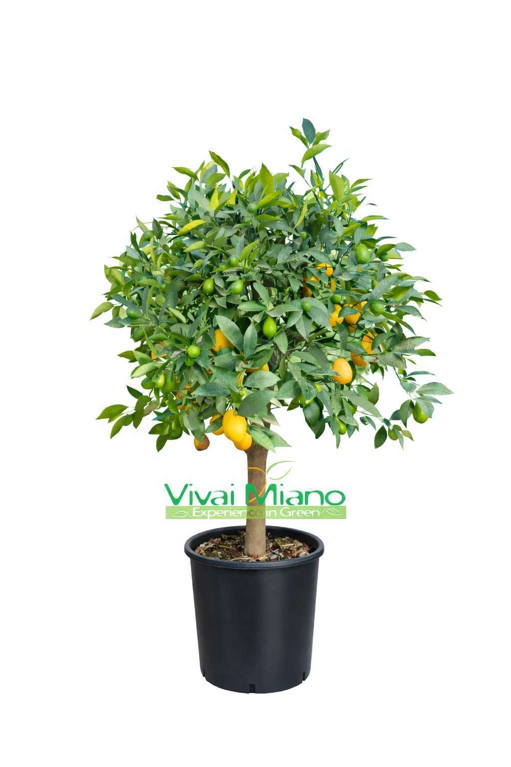 Limequat (pot de 24 - buisson)