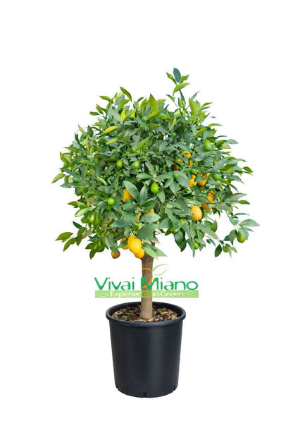 Limequat (pot de 24 - buisson)