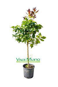 Plant de citronnier (pot - 24)