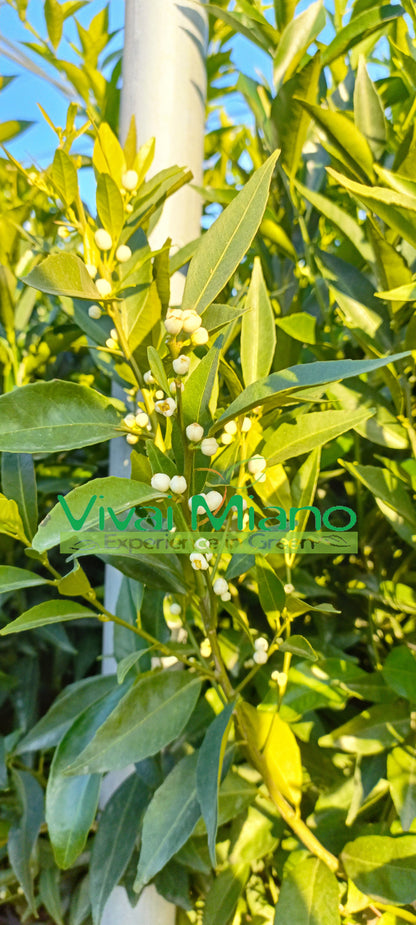 Plant de Mandarinier Tardif de Ciaculli