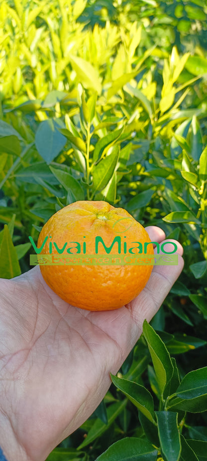 Plant de Mandarinier Tardif de Ciaculli