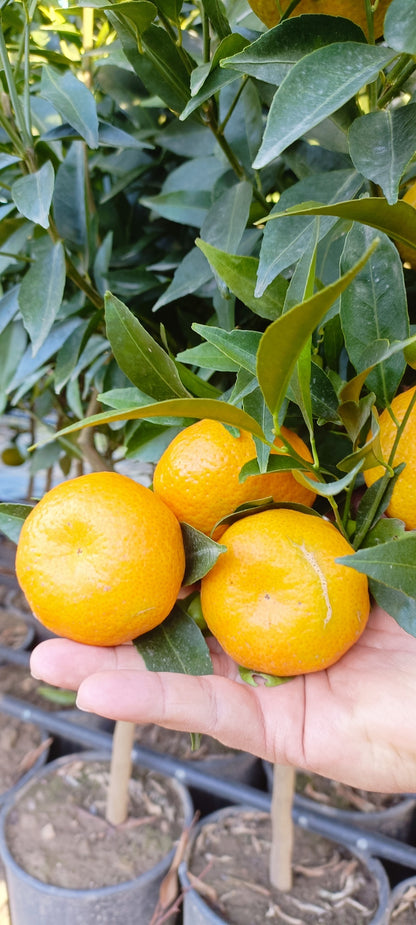 Plante de Mandarinier (Buisson - pot 35)