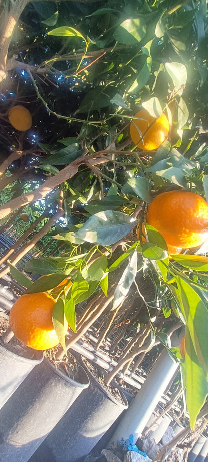 Plante de Mandarinier (Buisson - pot 35)