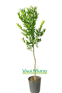 Plant de Mandarinier Tardif de Ciaculli