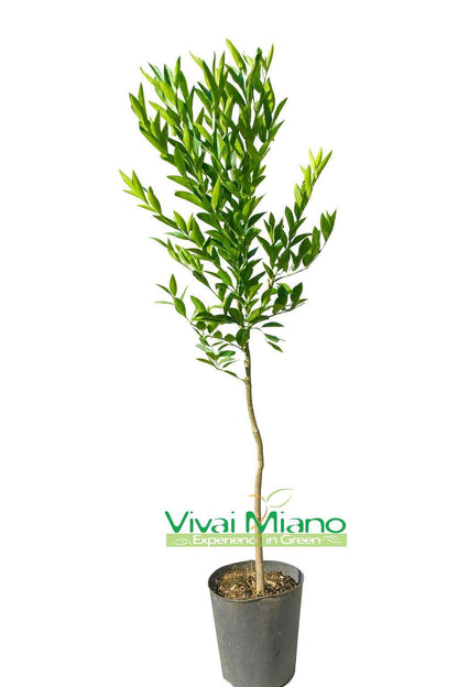 Plant de Mandarinier Tardif de Ciaculli