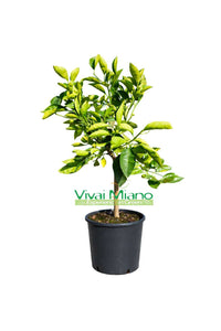 Plant d'oranger Tarocco Lempso (pot 24 - buisson)