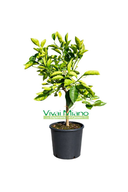Plant d'oranger Tarocco Lempso (pot 24 - buisson)