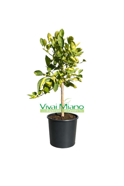 Plant d'oranger Tarocco Lempso (pot 24 - buisson)