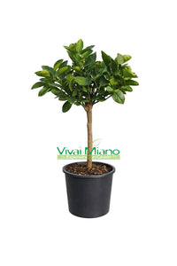Plant d'Oranger Washington Navel (pot - 20)