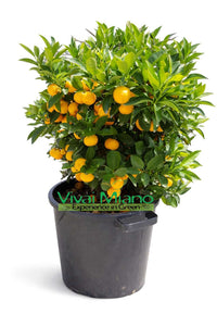 Plante de Calamondin (Buisson - pot 35)