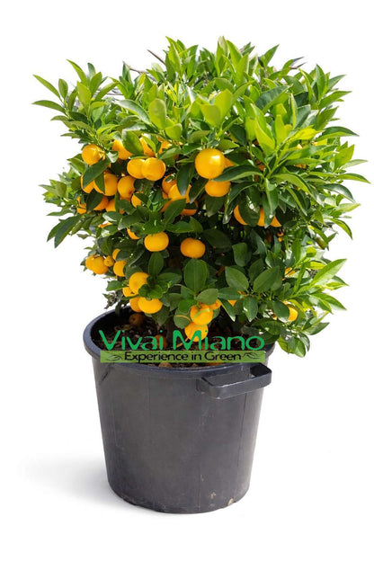 Plante de Calamondin (Buisson - pot 35)