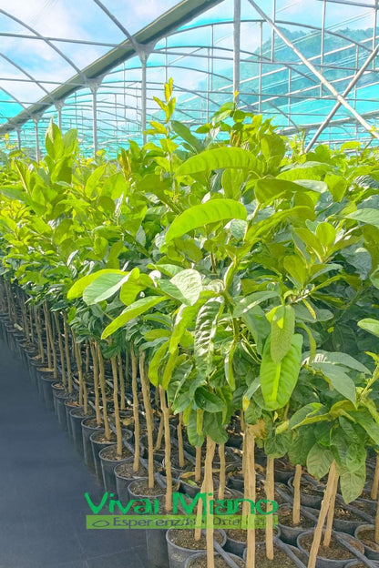 Plant de Cédrat main de Bouddha