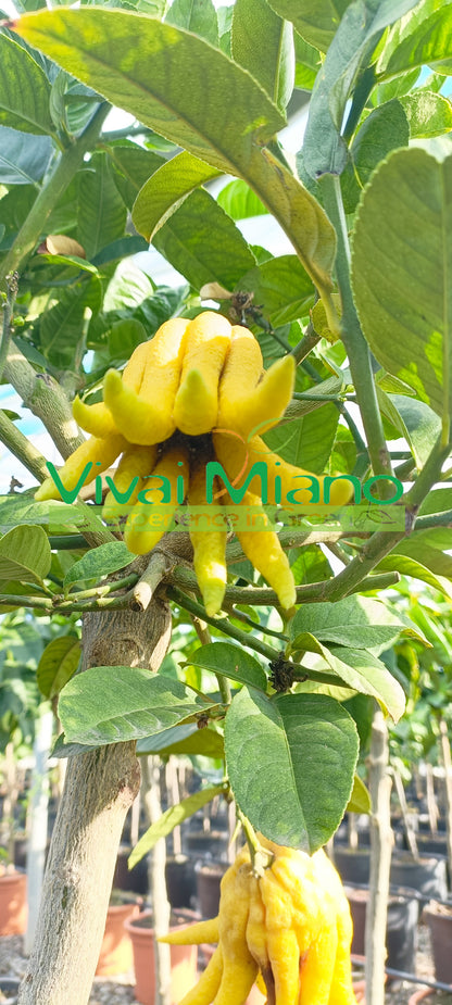 Cédrat main de Bouddha (pot - 20)