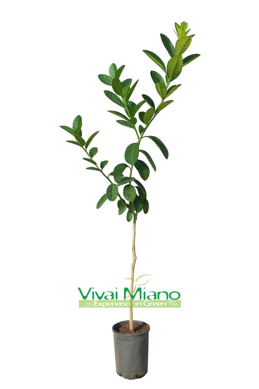 Pianta di Cedro Mano di Budda