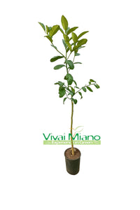 Cédratier Maxima ou Géant