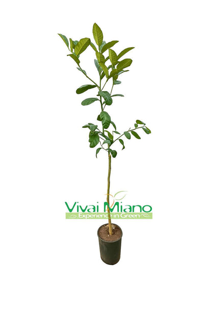 Cédratier Maxima ou Géant