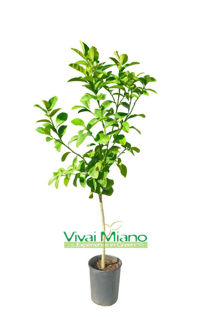 Planchette de Cèdre Pyretto