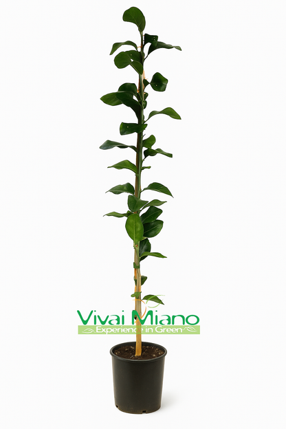 Plant de Citronnier Volkameriana