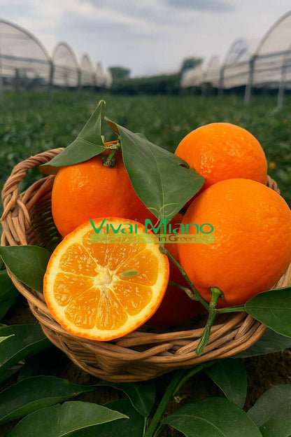 Plant de Citronnier Volkameriana