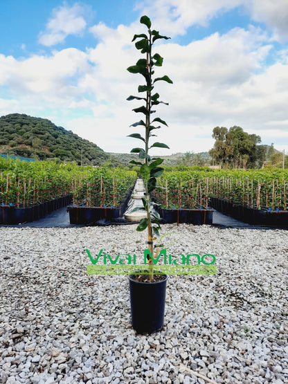 Plant de Citronnier Volkameriana