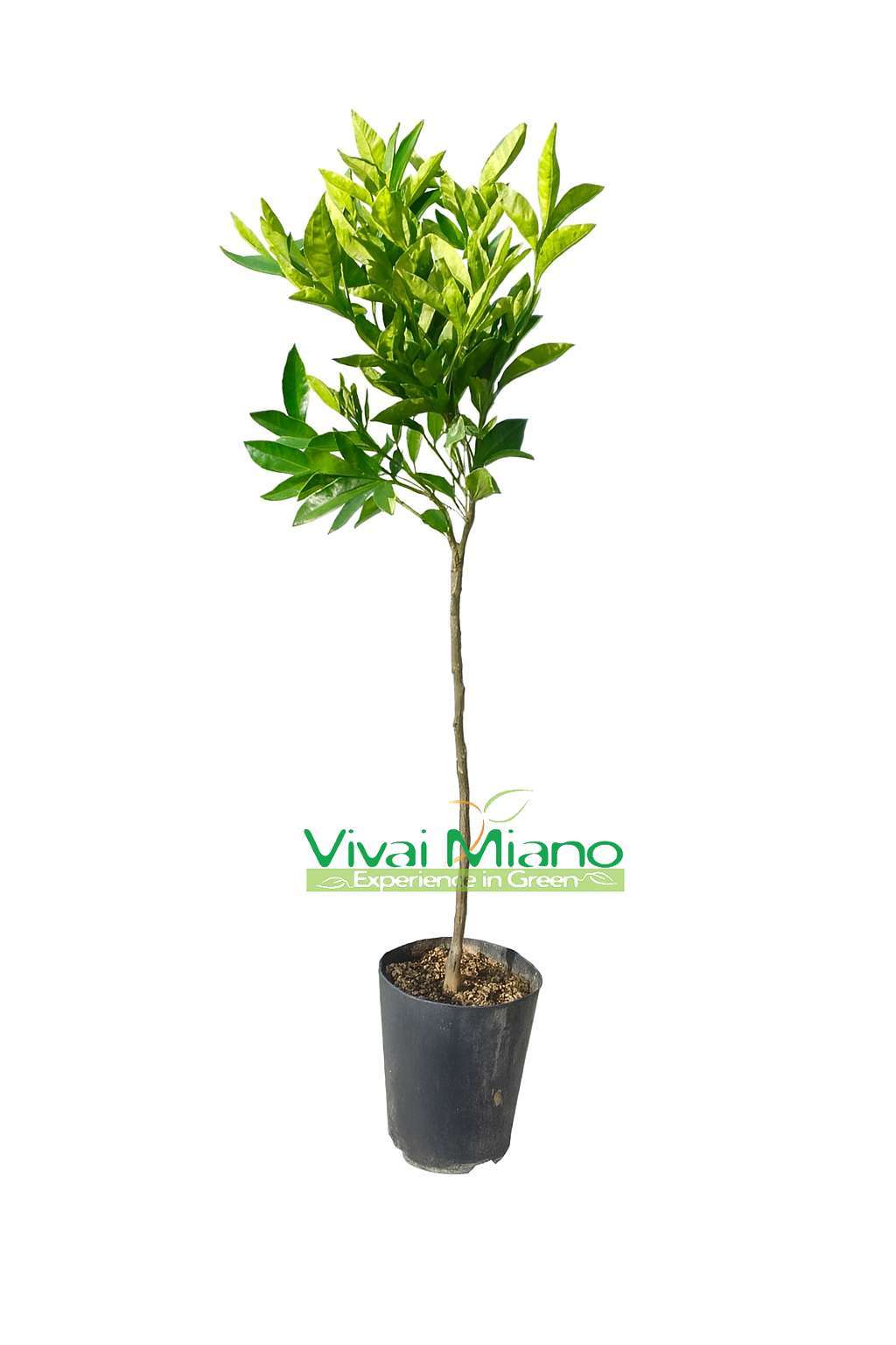 Plant de clémentine Tangelo Nova