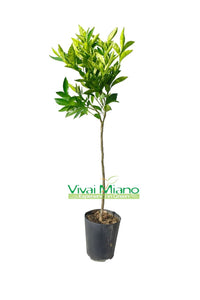 Plant de clémentine Tangelo Nova