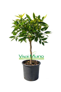 Clémentinier (pot - 20)