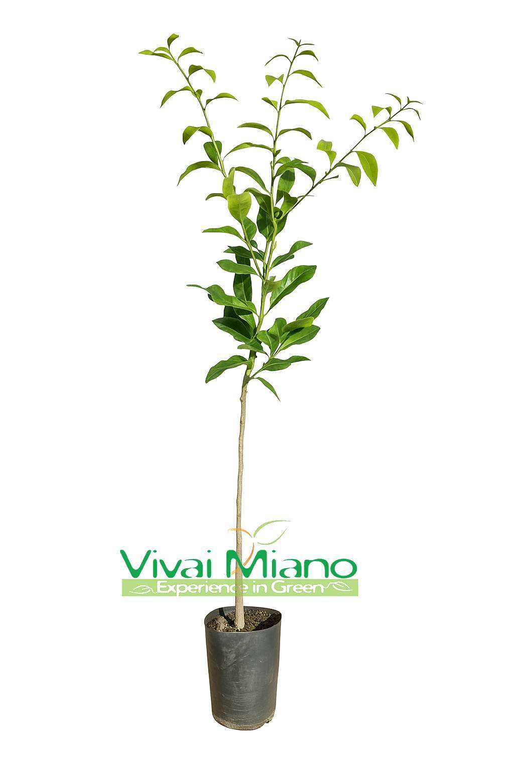 Plante de Combava Hystrix