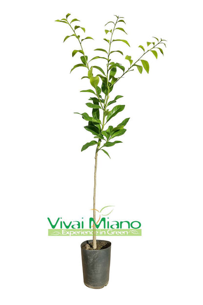 Plante de Combava Hystrix