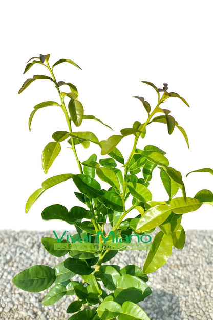 Plant de Combava Hystrix (pot - 20)