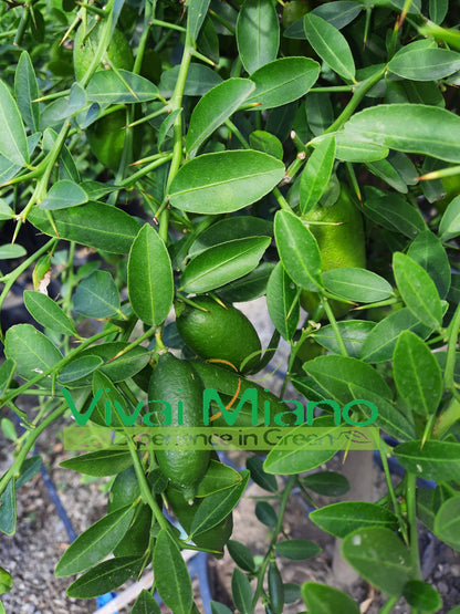 Plant de lime digitale blanche