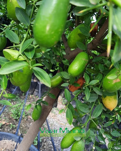 Plant de lime digitale blanche