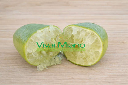 Plante de Citron Caviar Blanc (pot - 20)