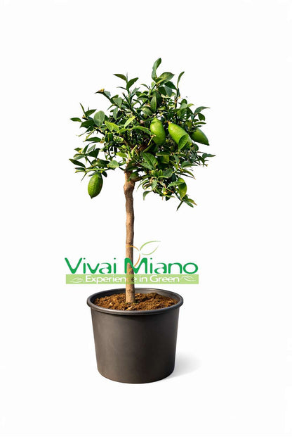 Plante de Citron Caviar Blanc (pot - 20)