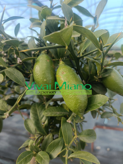 Plante de Citron Caviar Blanc (pot - 20)