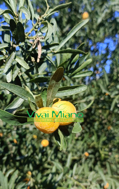 Plant de Finger Lime Eremorange (Jaune)