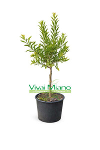 Plant de Finger Lime Eremorange ou Jaune (pot - 20)