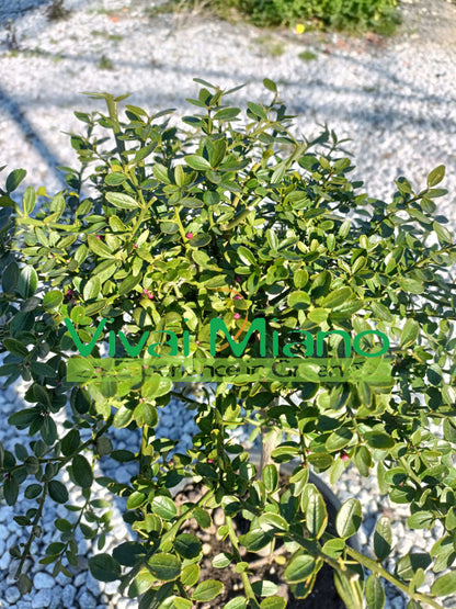 Plant de Citron caviar rouge (pot - 20)