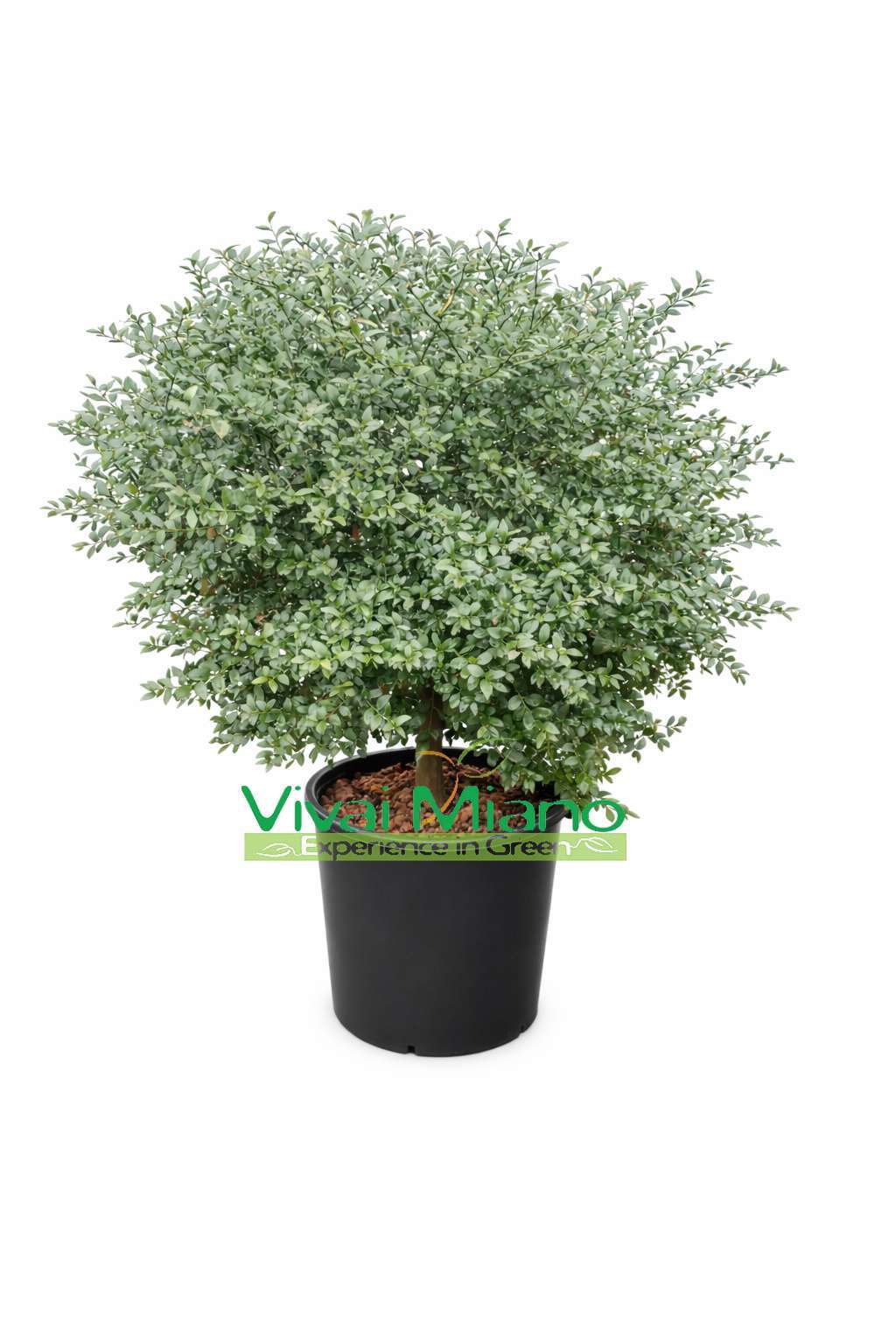 Plant de Finger Lime Rouge (Buisson - pot 35)
