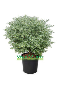 Plant de Finger Lime Rouge (Buisson - pot 35)