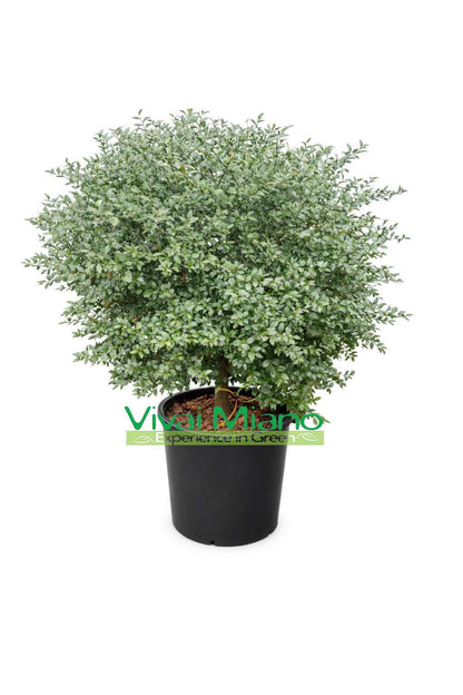 Plant de Finger Lime Rouge (Buisson - pot 35)