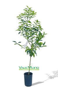 Kumquat ou mandarinier chinois