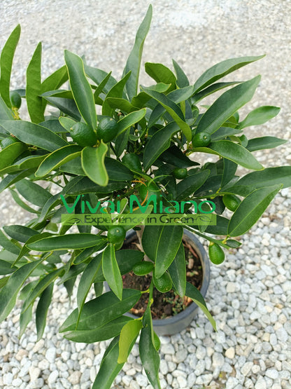 Kumquat - Mandarine Chinoise (pot - 20) avec fruit