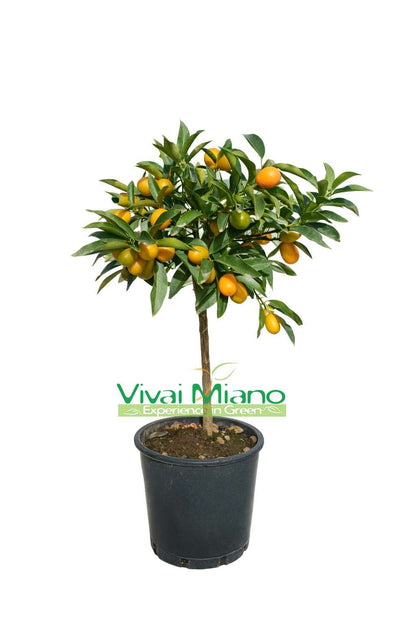 Kumquat - Mandarine Chinoise (pot - 20) avec fruit